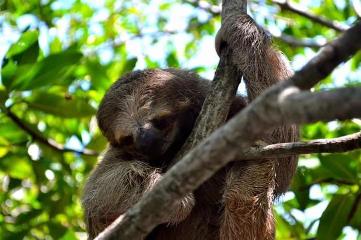 Monkey & Sloth Sanctuary in Roatán